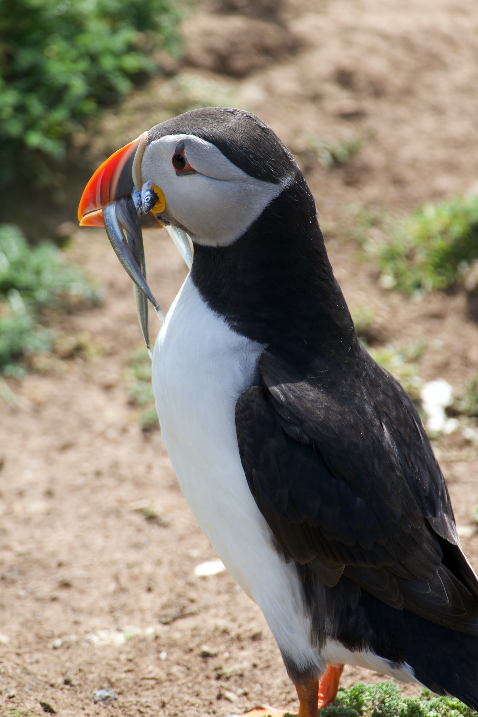 Skomer Island Puffins -Photo by Terry Montague on Unsplash