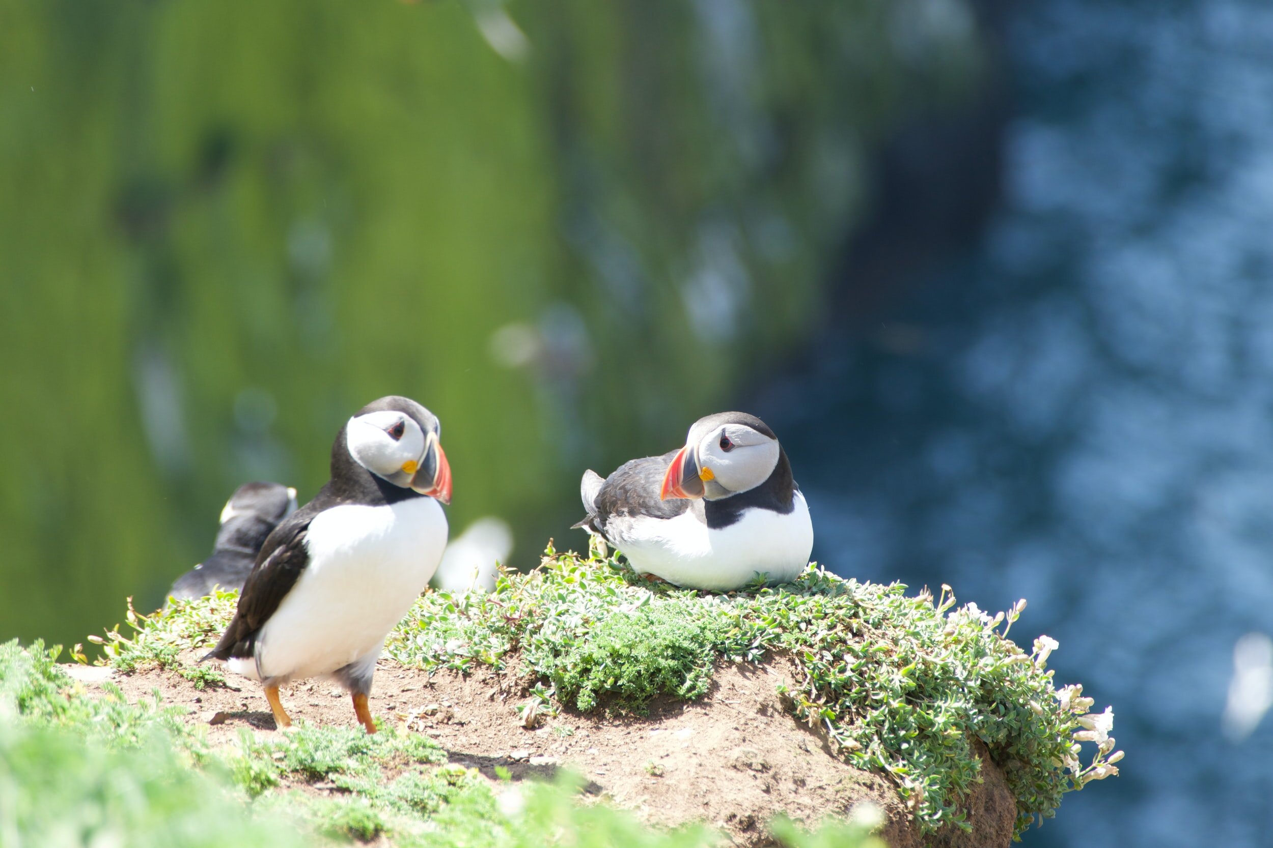 Skomer Island Puffins -Photo by Terry Montague on Unsplash